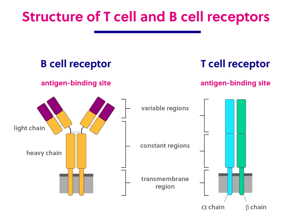 20251022 iREP T and B cell graphic - FINAL Structure of T cell and B cell receptors. T cell receptors are made up of two polypeptide chains that together compose one antigen binding region. B cell receptors are made up of four peptides – two light chains and two heavy chains – that comprise two antigen-binding regions.