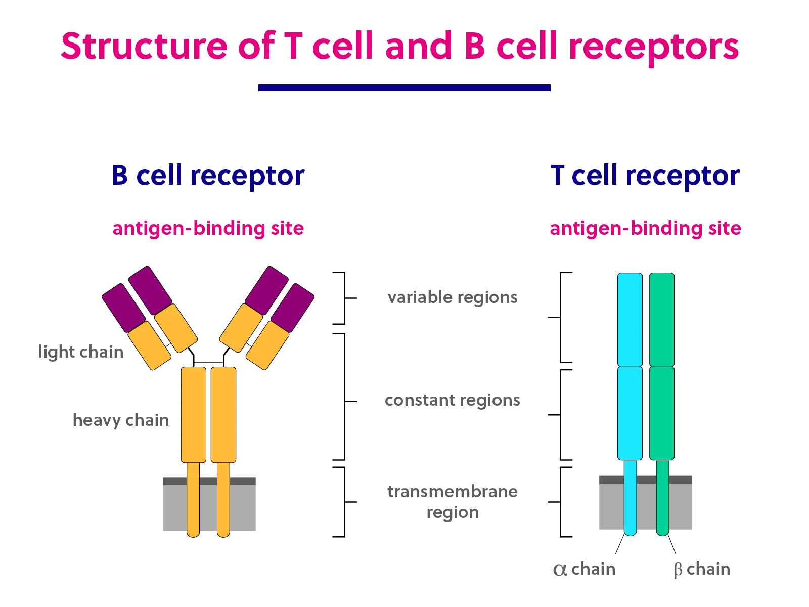 Structure of T cell and B cell receptors. T cell receptors are made up of two polypeptide chains that together compose one antigen binding region. B cell receptors are made up of four peptides – two light chains and two heavy chains – that comprise two antigen-binding regions.