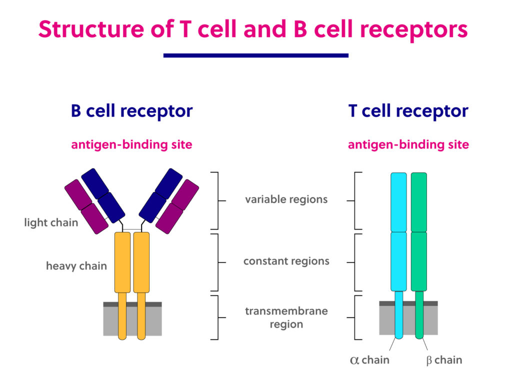 Structure of T cell and B cell receptors. T cell receptors are made up of two polypeptide chains that together compose one antigen binding region. B cell receptors are made up of four peptides – two light chains and two heavy chains – that comprise two antigen-binding regions.