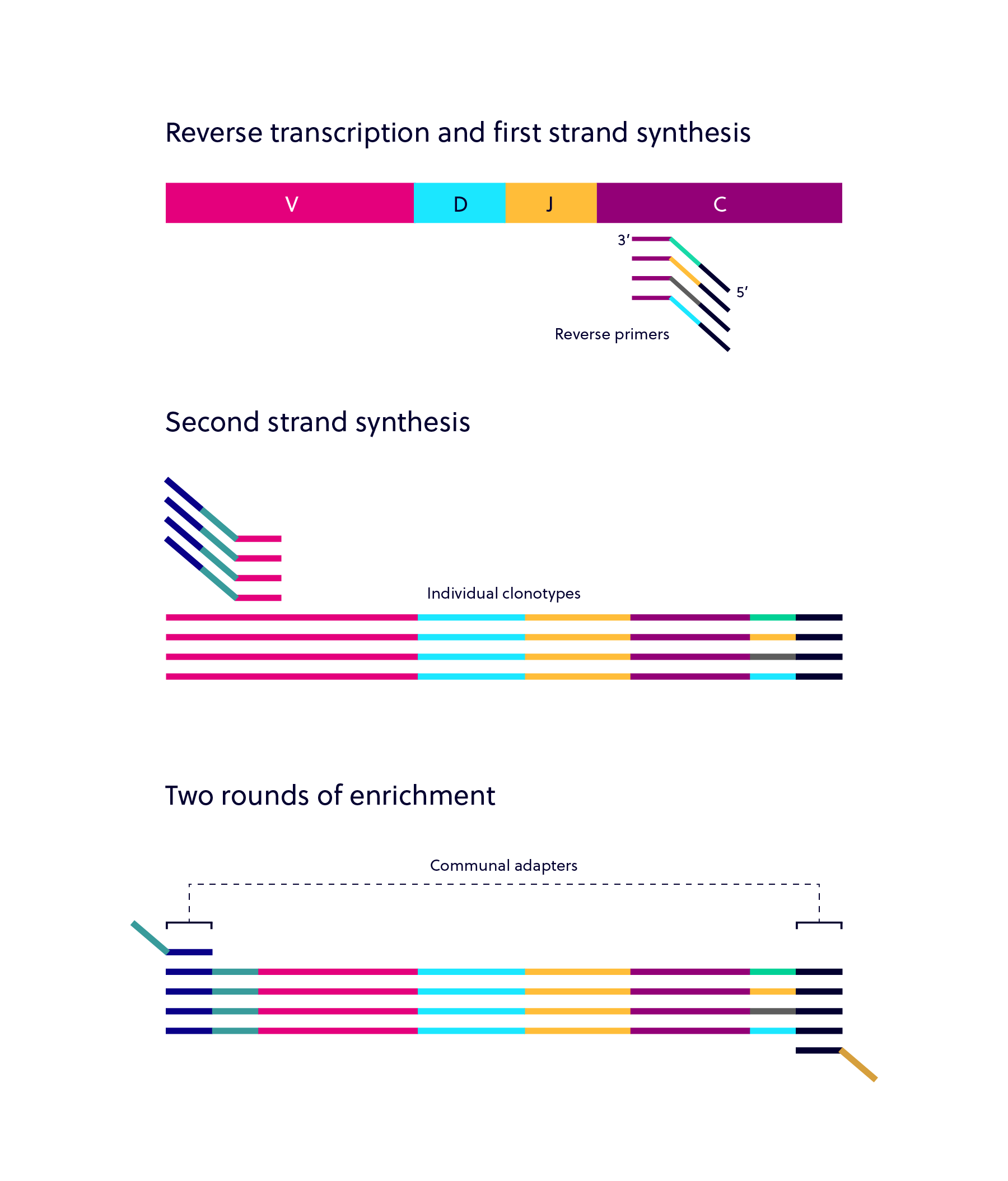 primers pcr