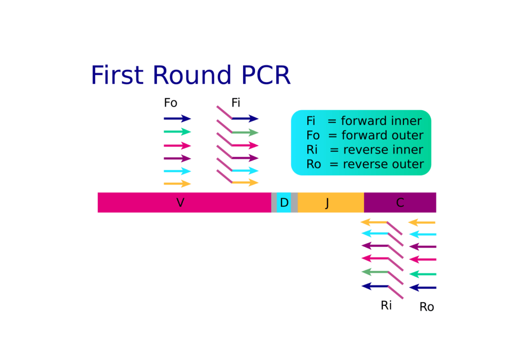 In the first round of arm-PCR, inside and outside TCR/BCR-specific primers amplify the targets of interest, increasing sensitivity and appending communal primer binding sites