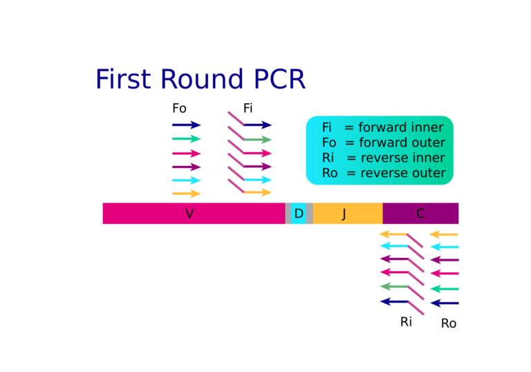 Multplex PCR amplification for immune sequencing
