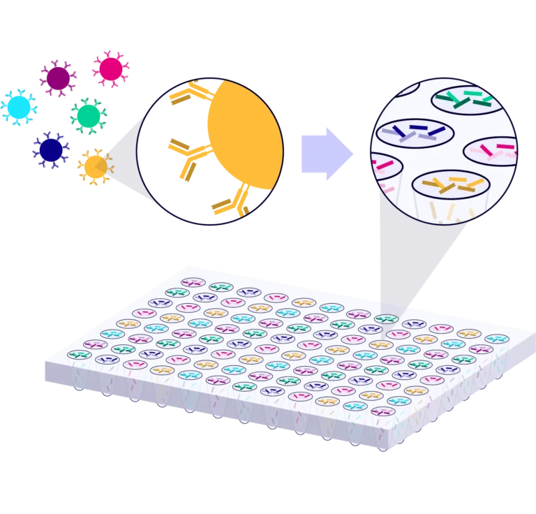 Single-Cell V(D)J Sequencing