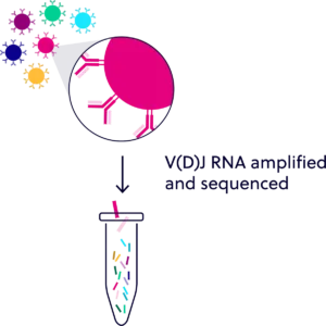 Bulk TCR/BCR Sequencing with Full 7-Chain Coverage