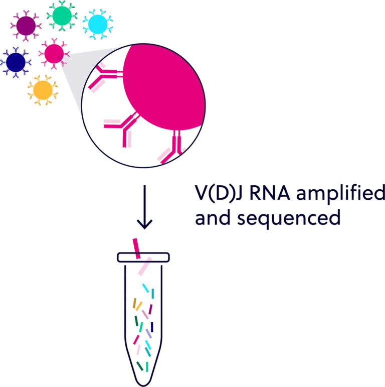 Bulk TCR/BCR Sequencing with Full 7-Chain Coverage