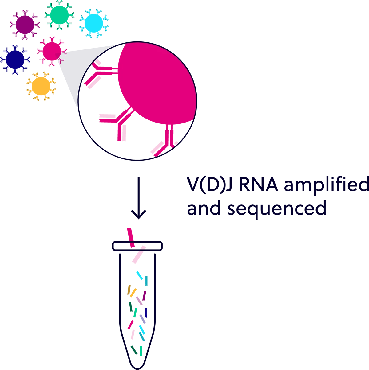 Bulk TCR/BCR Sequencing with Full 7-Chain Coverage